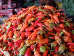 Harga Cabai Tembus Rp90 Ribu per Kg, Kota Mataram Catat Inflasi Terendah Se-NTB!