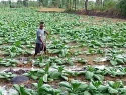 Petani Tembakau Hadapi Musim Hujan, Tanaman Rusak Tanpa Bantuan