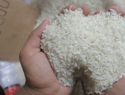 Mataram Siaga Pangan, Lonjakan Cadangan Beras Jadi Alarm Kewaspadaan Bencana