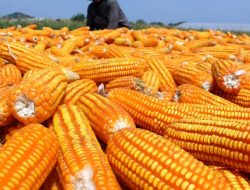 Petani NTB Raih Untung Besar dari Ekspor Jagung, Produksi Meningkat Drastis