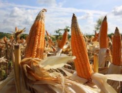 Ironi NTB, Gudang Jagung Nasional, Peternak Lokal Justru Terancam Bangkrut