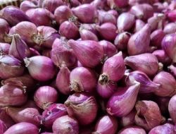 Harga Bawang Meroket, Dapur Warga NTB Mulai Berhemat