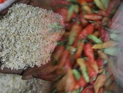 Cuaca Ekstrem Dorong Inflasi NTB Juli 2025, Beras, Cabai, dan Ikan Tongkol Jadi Pemicu