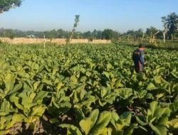 Jaga Tembakau NTB, Disdag Gencarkan Perang terhadap Rokok Ilegal