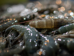 Tambak Tumbuh Tanpa Izin, Ancaman Baru di Balik Geliat Investasi Udang NTB