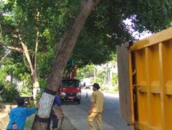 DLH Lombok Timur Pangkas Pohon Rawan Tumbang Antisipasi Cuaca Ekstrem