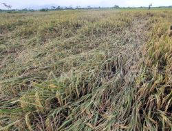 Petani Lotim Diminta Aktif Jaga Irigasi Hadapi Cuaca Ekstrem