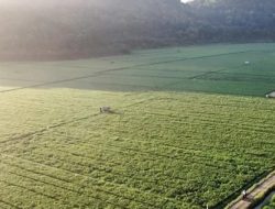 Ekonomi NTB 2025 Bangkit Inklusif, Pertanian dan Perdagangan Ikut Menguat