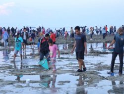 Bau Nyale Sepi Tangkapan, Pedagang Raup Untung Besar