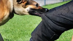 Bocah 11 Tahun di Sakra Selatan Diserang Anjing Liar, Luka Parah di Sejumlah Bagian Tubuh